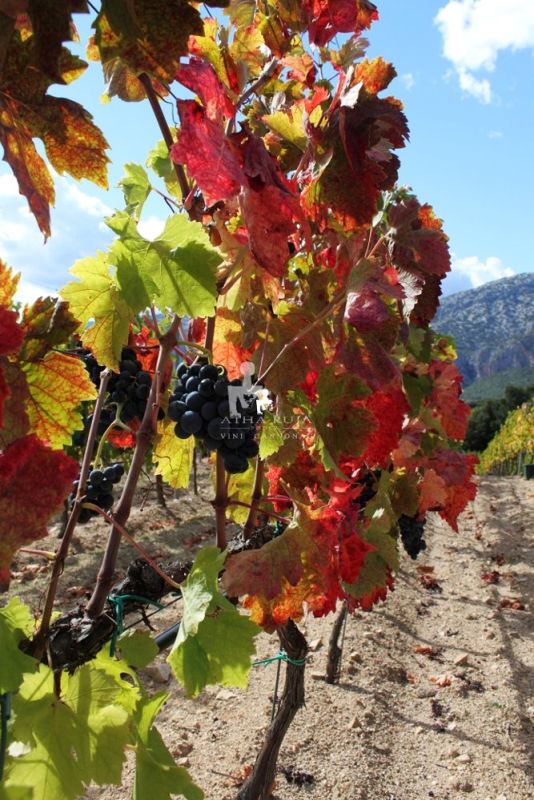 Cantina Atha Ruja Poderi 2