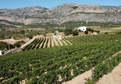 Wine tasting Poderi Atha ruja