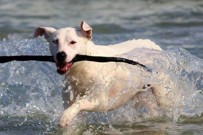 Dog friendly spiagge per cani Cala Gonone