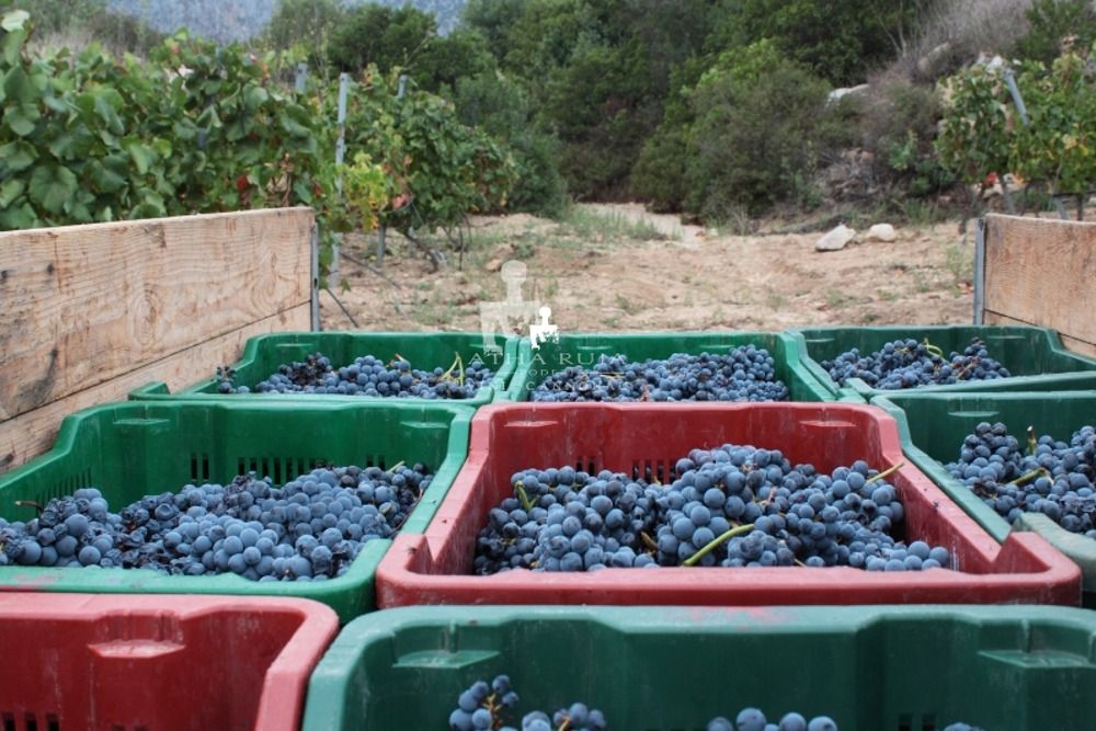 Cantina Atha Ruja Poderi 9