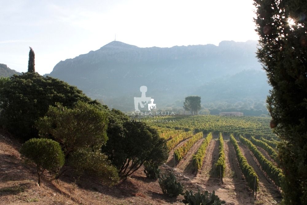 Cantina Atha Ruja Poderi 5