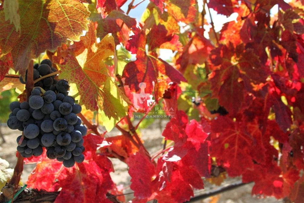 Cantina Atha Ruja Poderi 1