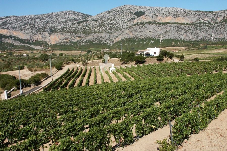 degustazioni poderi atha ruja