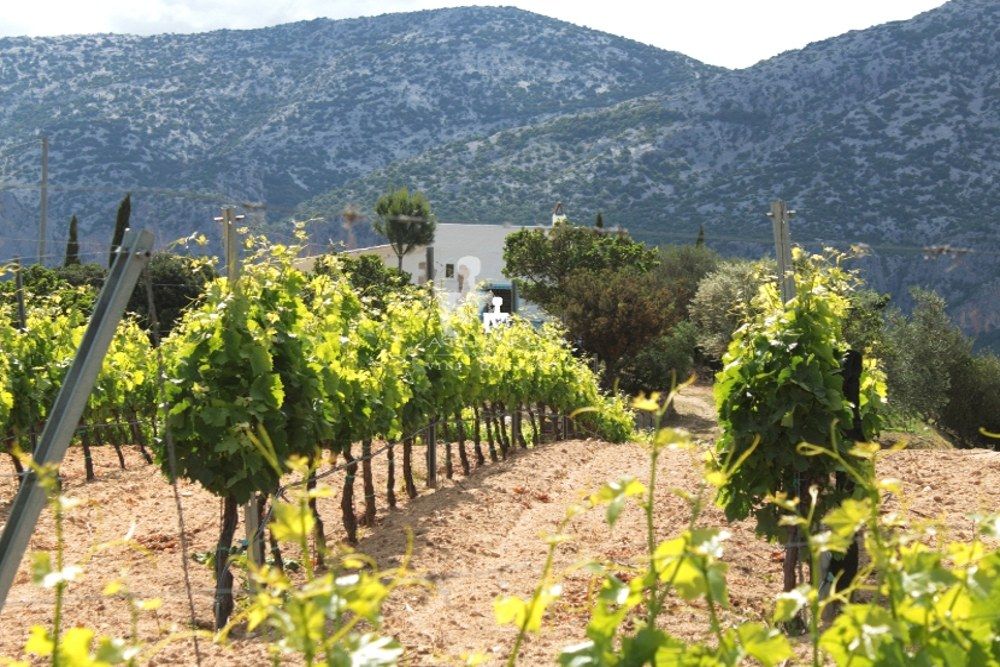 Cantina Atha Ruja Poderi 4