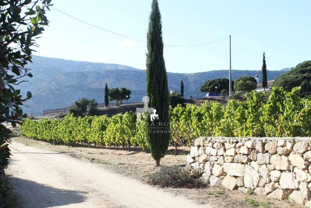 Cantina Atha Ruja Poderi 7
