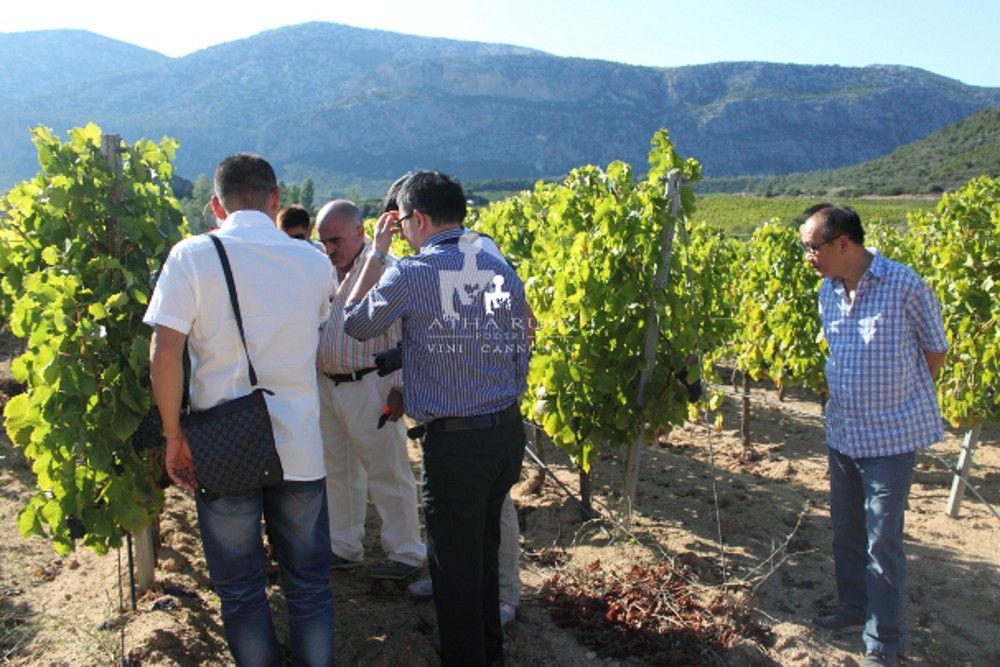 Cantina Atha Ruja Poderi 8