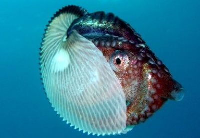 Offerta diving Cala Gonone