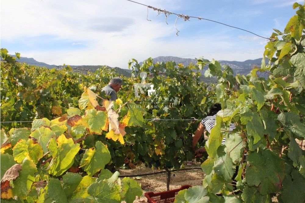 Cantina Atha Ruja Poderi 6