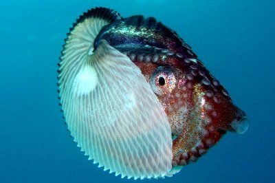 Offerta diving Cala Gonone